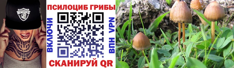 Псилоцибиновые грибы Psilocybine cubensis  как найти наркотики  Будённовск 